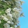 Close-up of white flowers on a branch of teatree with a blue sky background