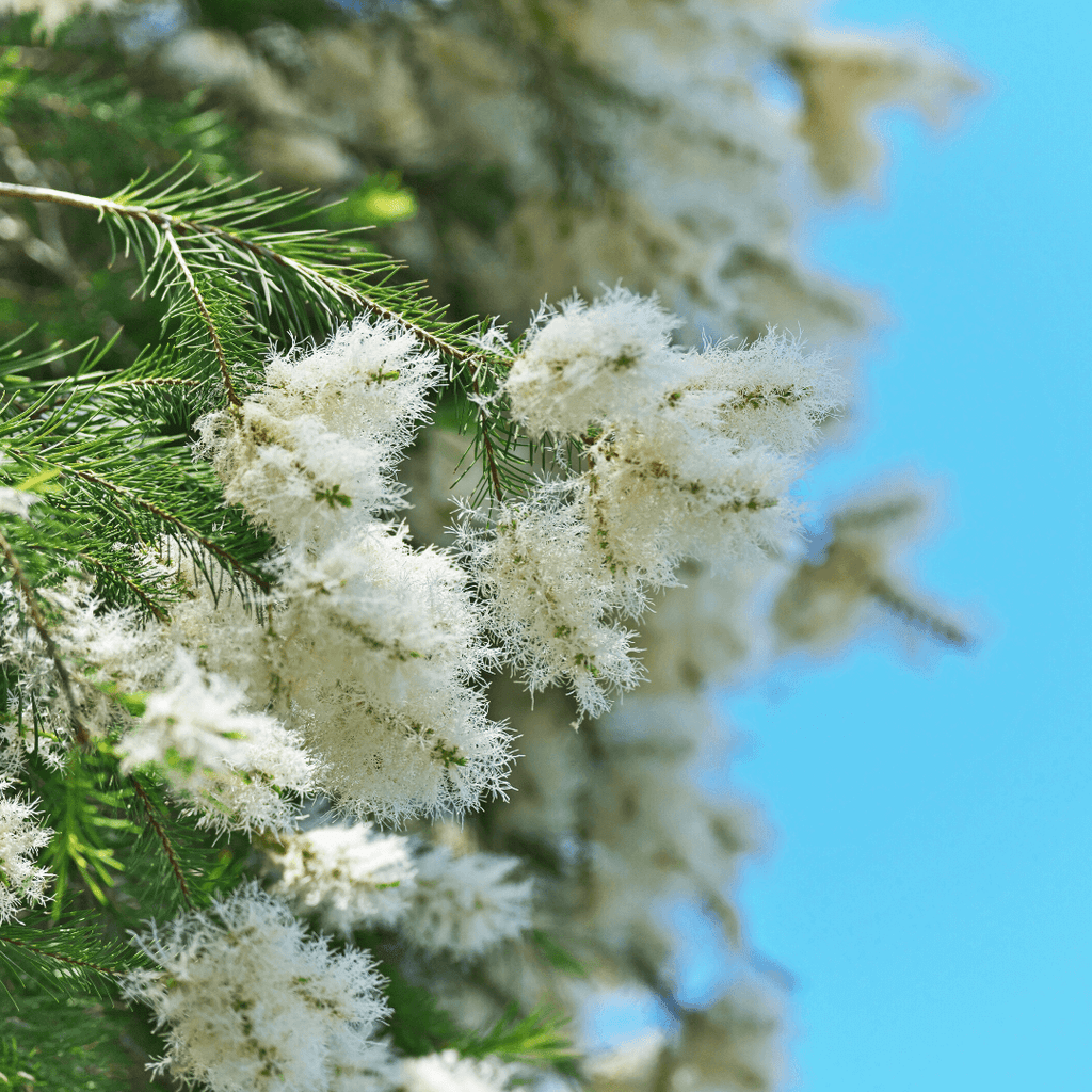 Close-up of white flowers on a branch of teatree with a blue sky background