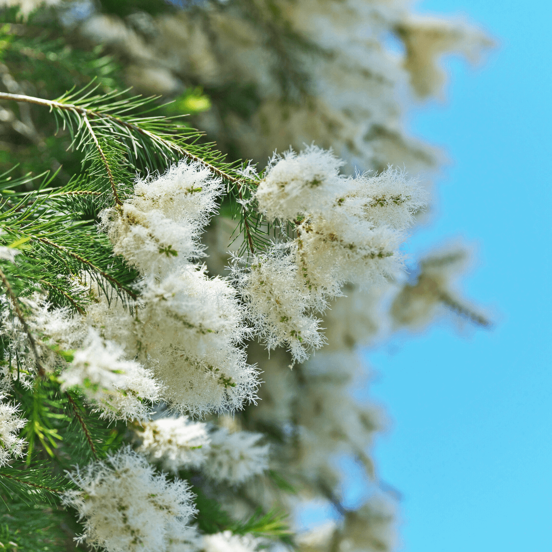 Close-up of white flowers on a branch of teatree with a blue sky background