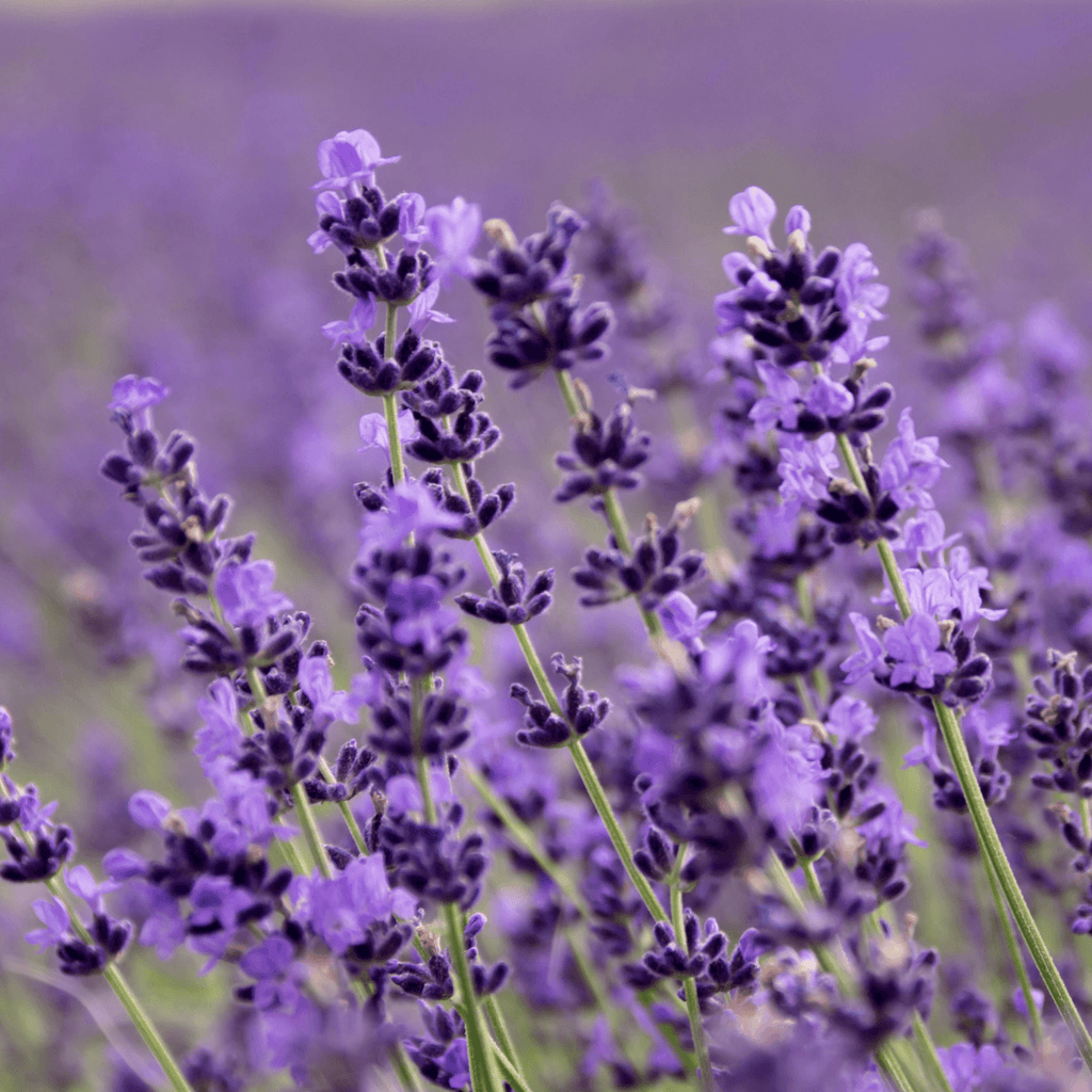Close-up of purple lavender flowers with a blurred background