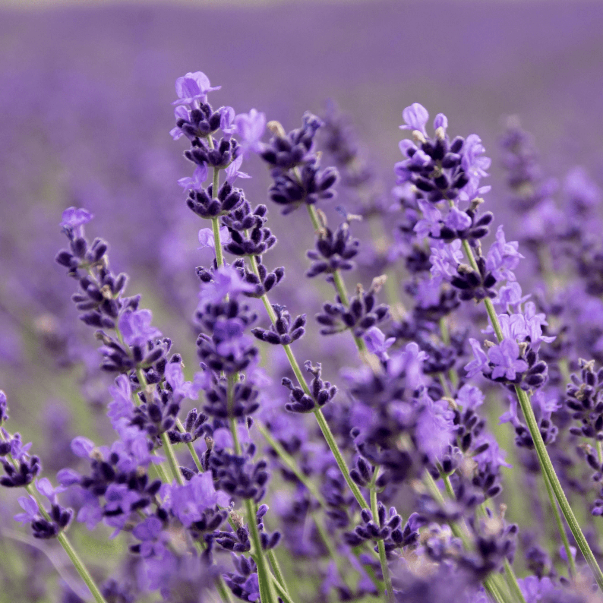 Close-up of purple lavender flowers with a blurred background