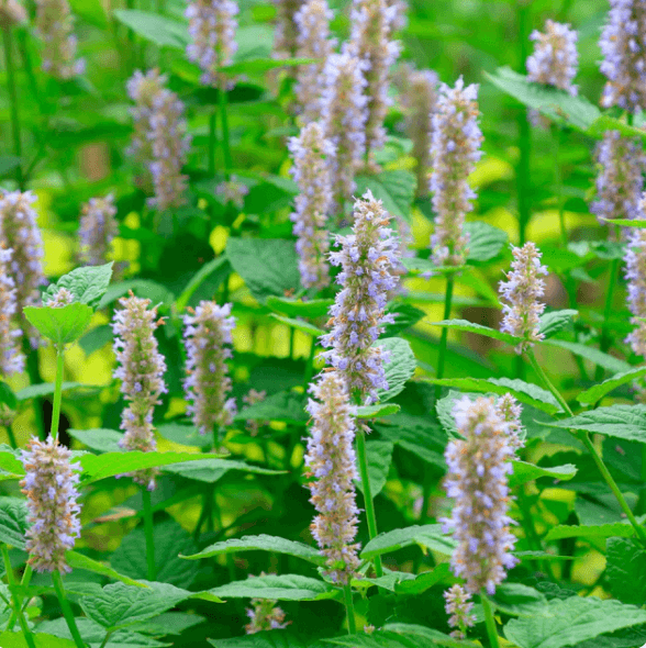 Photo of patchouli growing wild